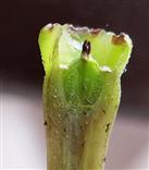  Pistil V.S.